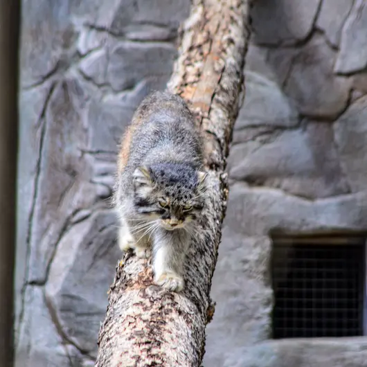 Фотография Пемы в Зоопарке Калгари / Институте Уайлдере