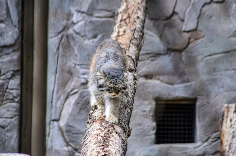 Фотография Пемы в Зоопарке Калгари / Институте Уайлдере