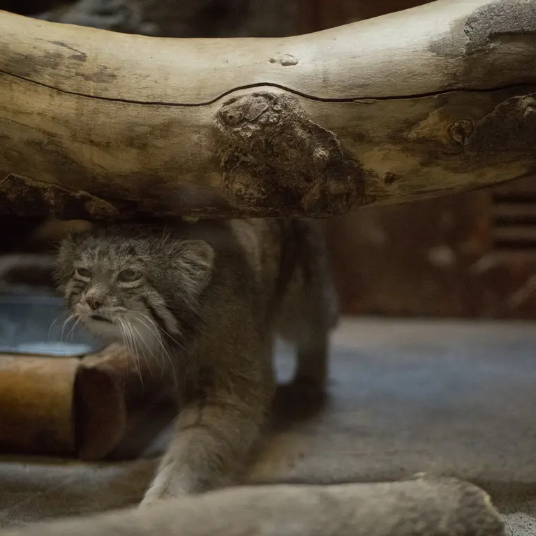 Фотография Клёна в Зоопарке Уено