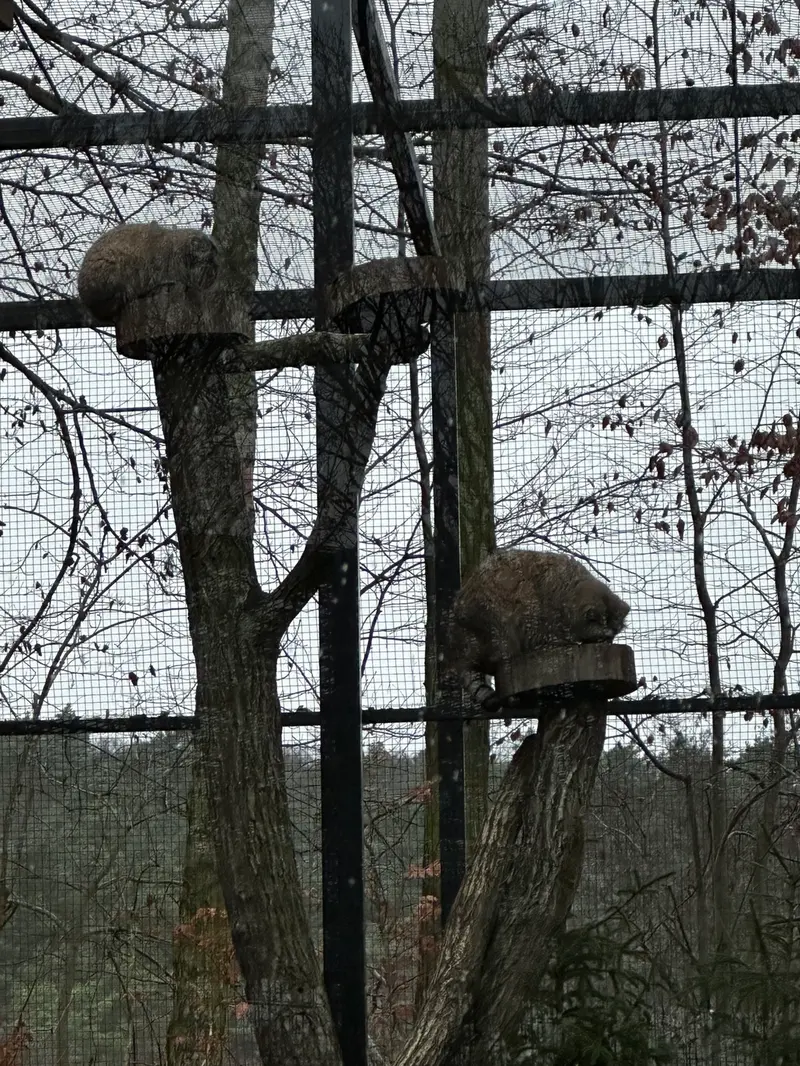 Фотография с манулом в Гданском Зоопарке