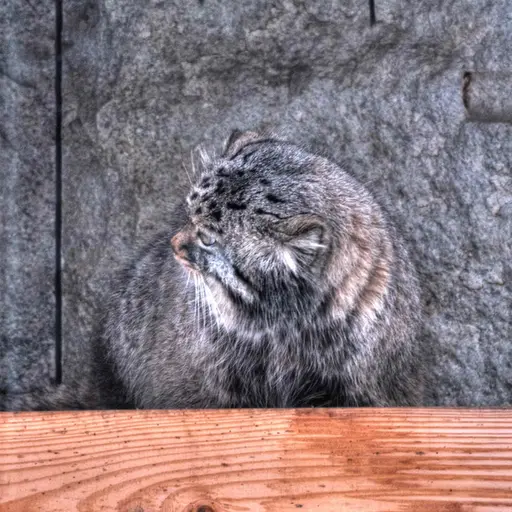 Фотография Дарлая в Московском Зоопарке