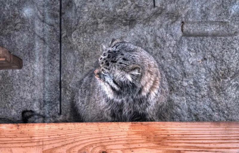 Фотография Дарлая в Московском Зоопарке