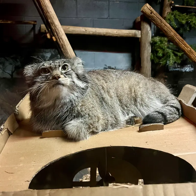 Фотография Пабу в Верхнеозерском Зоопарке