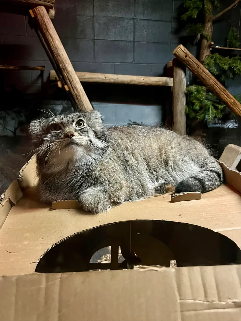 Фотография Пабу в Верхнеозерском Зоопарке