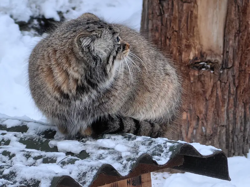 Фотография Евчонки 2023 Г.р. Ⅲ в Новосибирском Зоопарке