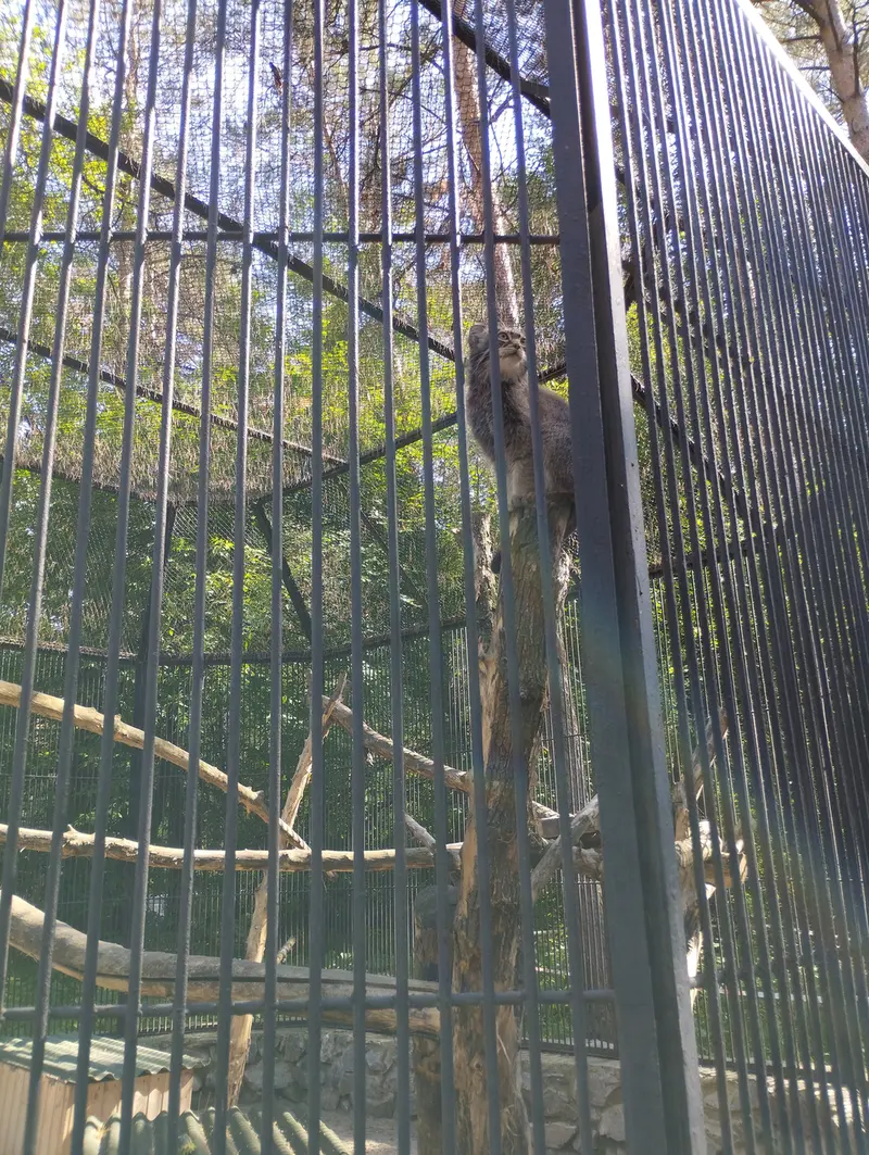 Фотография с манулом в Новосибирском Зоопарке