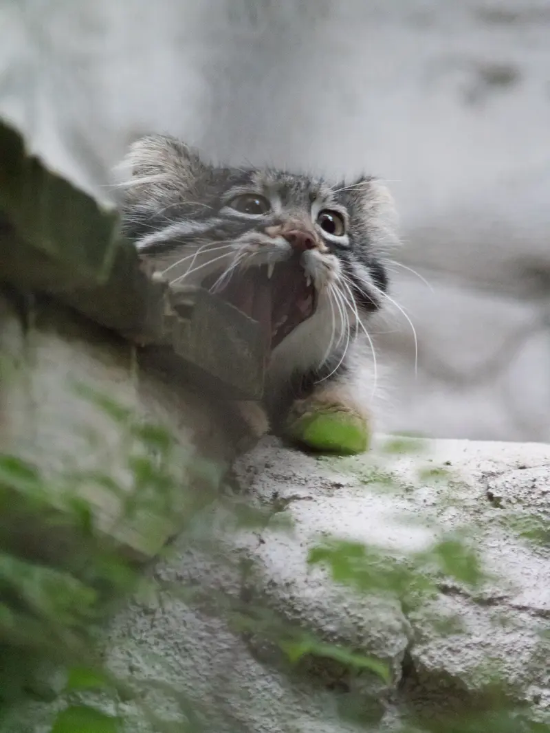 Фотография Фиги в Зоопарке Ногеяме