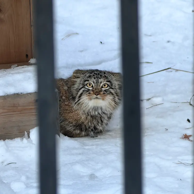 Фотография Сына Снежинки 2025 г.р. Ⅲ в Новосибирском Зоопарке