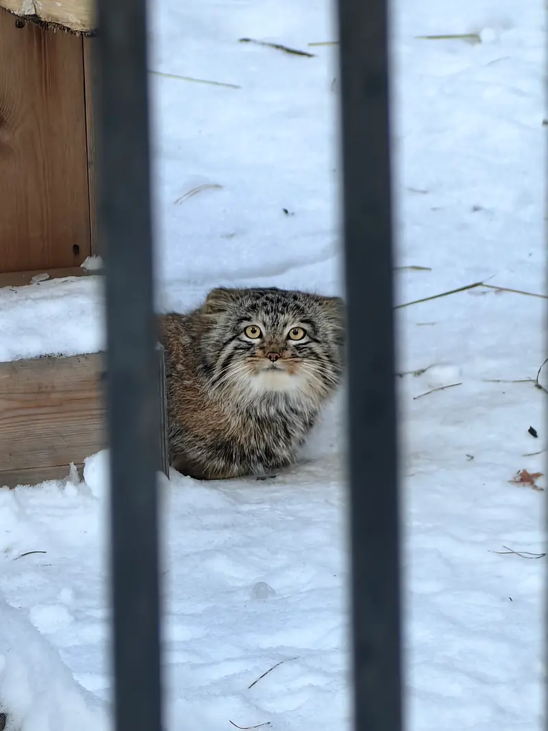 Фотография Сына Снежинки 2025 г.р. Ⅲ в Новосибирском Зоопарке