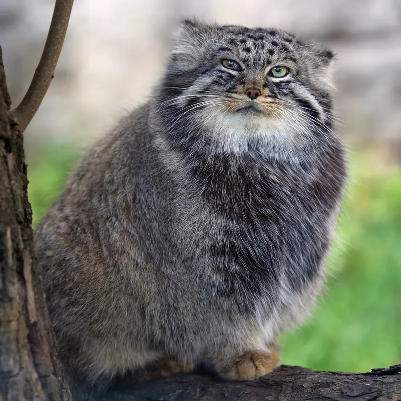 Фотография Дарлая в Московском Зоопарке