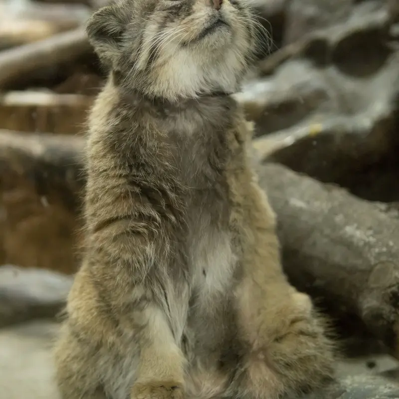 Фотография Примулы в Зоопарке Уено