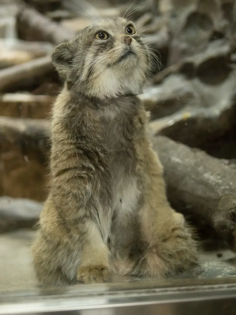 Фотография Примулы в Зоопарке Уено