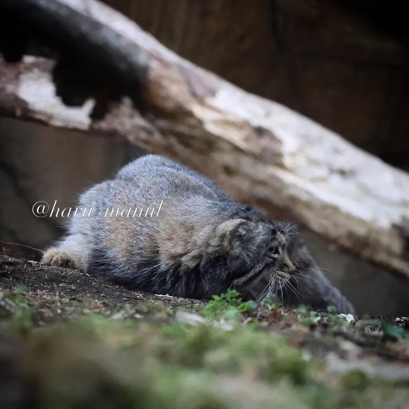 Фотография Нагому в Царстве Животных Насу