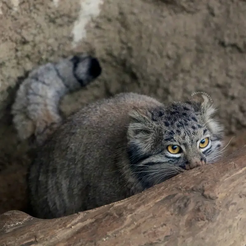 Фотография Мей в Царстве Животных Кобе