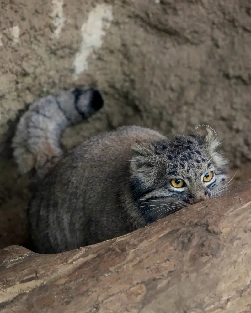 Фотография Мей в Царстве Животных Кобе