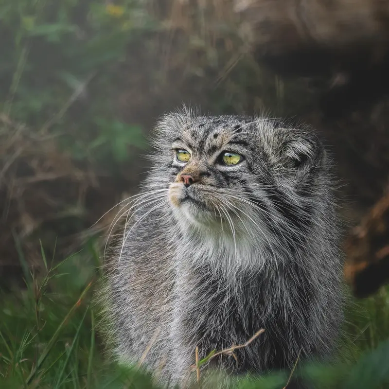 Фотография Атлана в Парке диких животных Порт-Лимпн