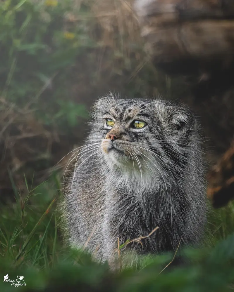 Фотография Атлана в Парке диких животных Порт-Лимпн