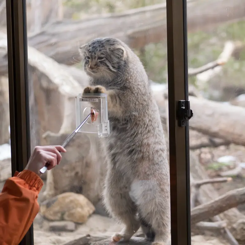 Фотография Нагому в Царстве Животных Насу