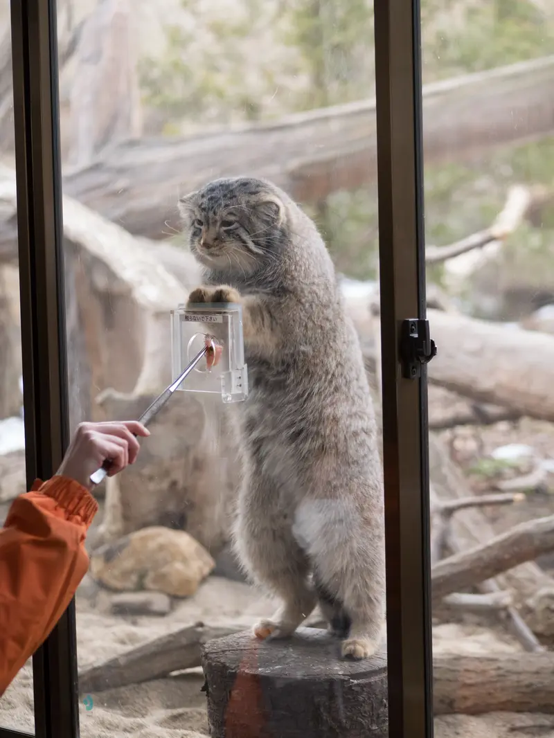 Фотография Нагому в Царстве Животных Насу