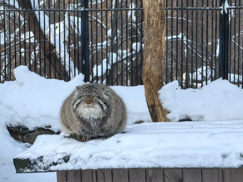 Фотография Евчонока 2023 Г.р. Ⅳ в Новосибирском Зоопарке