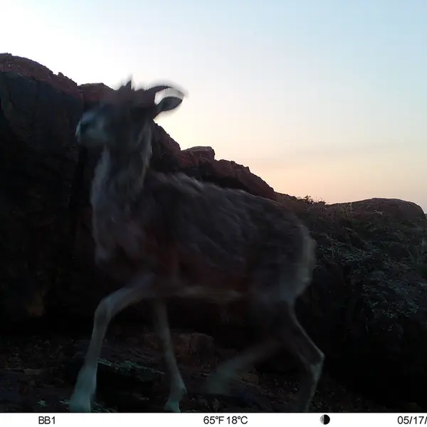 Фотография Аргали с фотоловушки Актас-Кункора