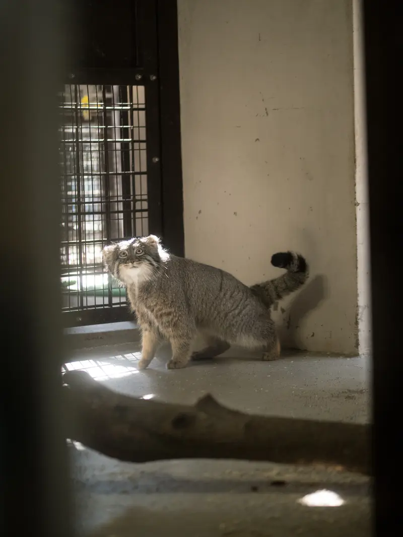 Фотография Фиги в Зоопарке Ногеяме