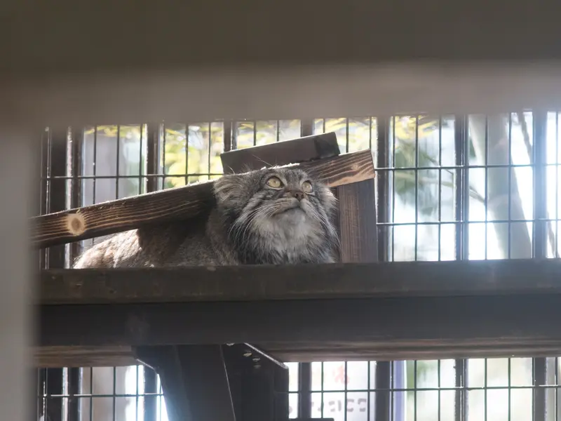 Фотография Фиги в Зоопарке Ногеяме