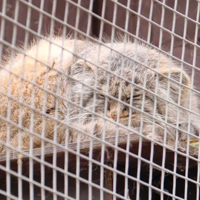 Фотография Айсена в Кошицком Зоопарке