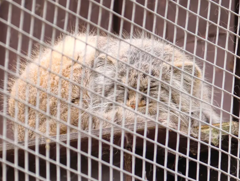 Фотография Айсена в Кошицком Зоопарке