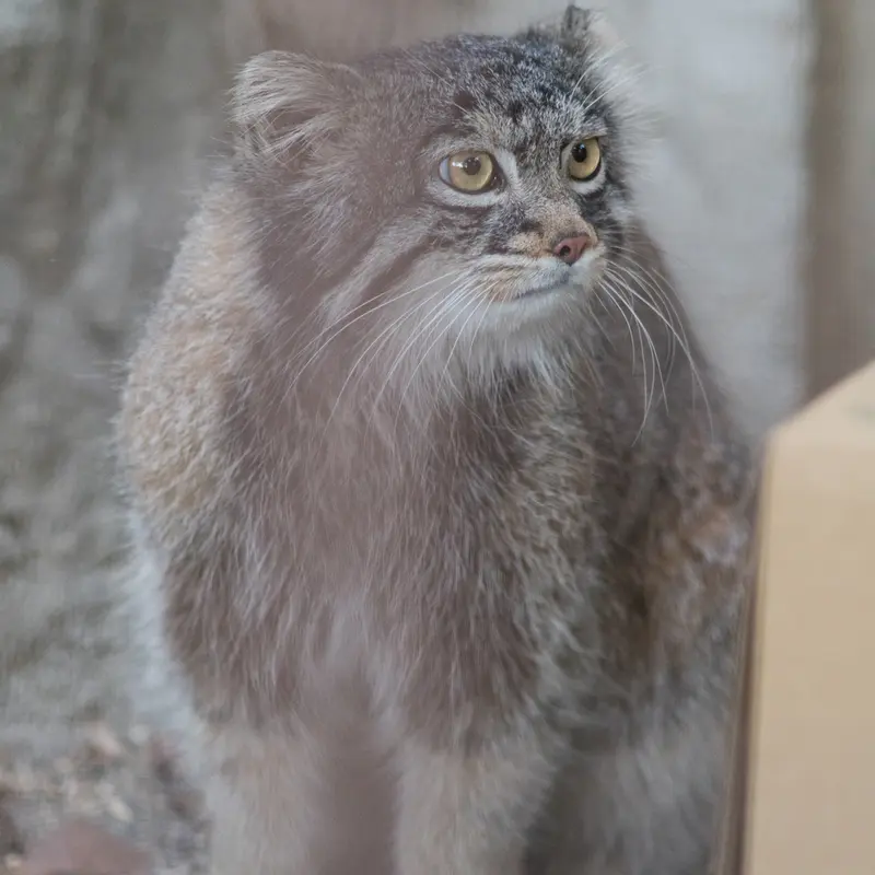 Фотография Фиги в Зоопарке Ногеяме