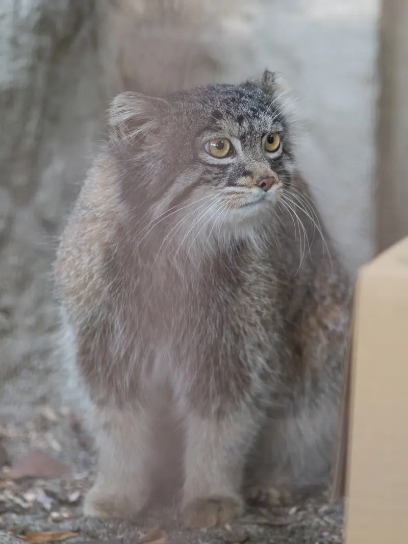 Фотография Фиги в Зоопарке Ногеяме