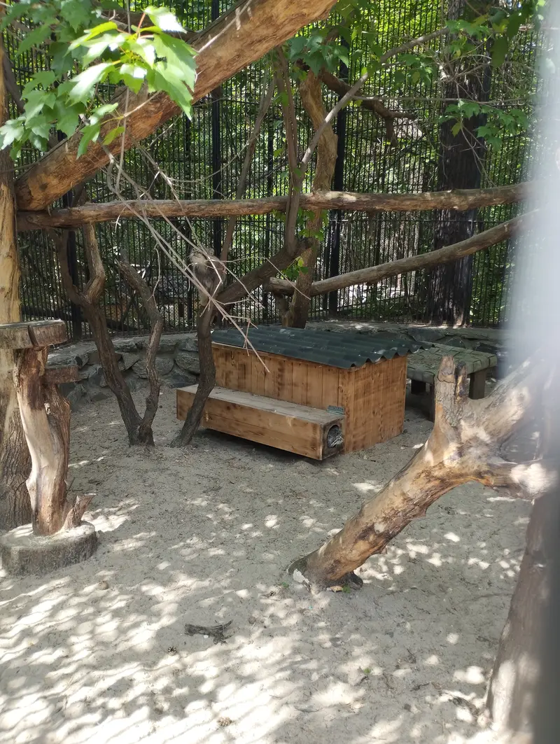 Фотография с манулом в Новосибирском Зоопарке