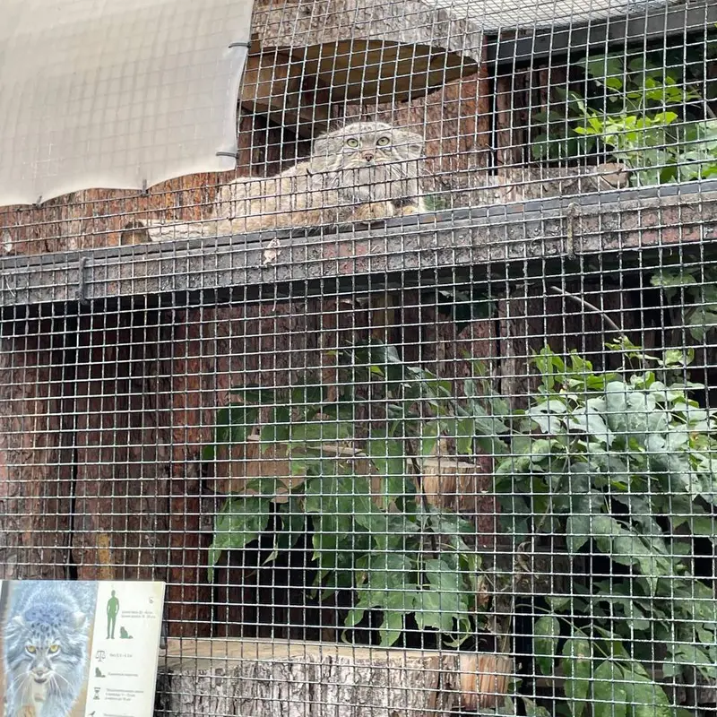 Фотография с манулом в Ленинградском Зоопарке