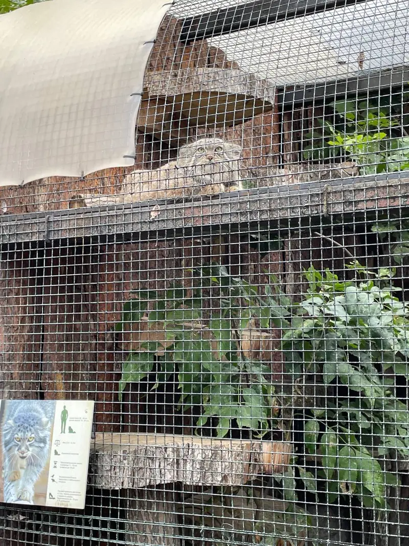 Фотография с манулом в Ленинградском Зоопарке