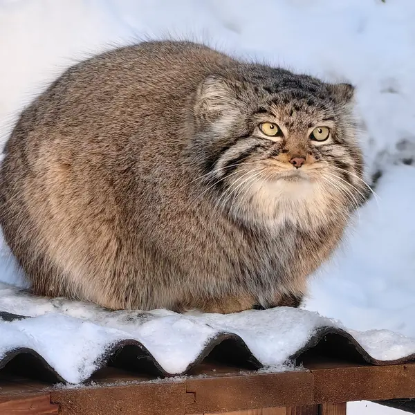 Фотография Евчонки 2023 Г.р. Ⅲ в Новосибирском Зоопарке