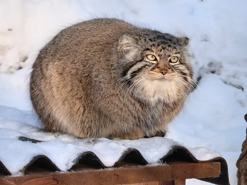 Фотография Евчонки 2023 Г.р. Ⅲ в Новосибирском Зоопарке