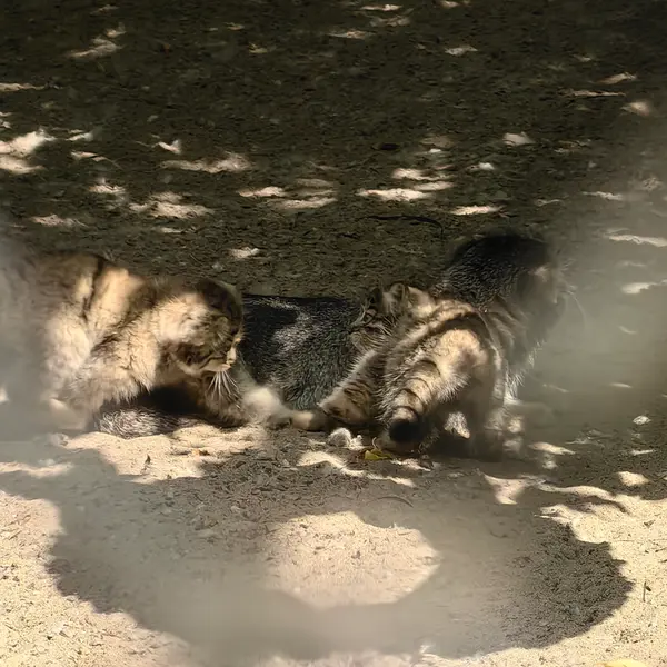 Фотография Рыжего в Новосибирском Зоопарке
