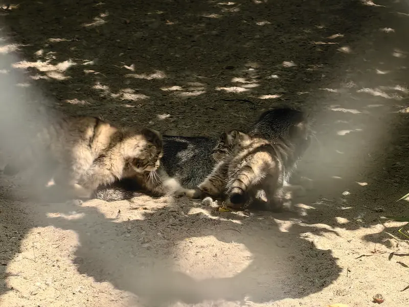 Фотография Рыжего в Новосибирском Зоопарке