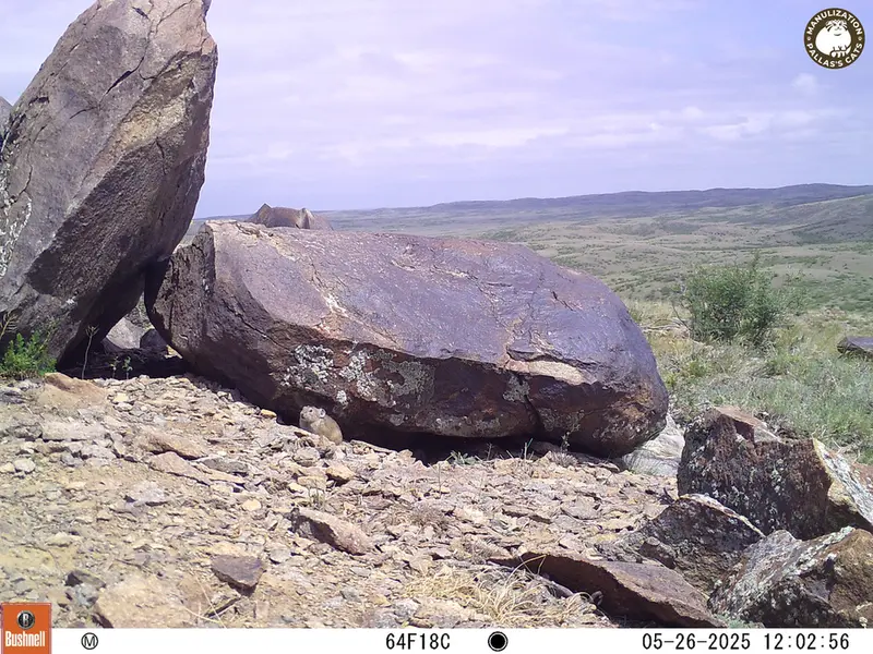 Фотография Казахскаи Пищухи с фотоловушки Кошкар [новинка]