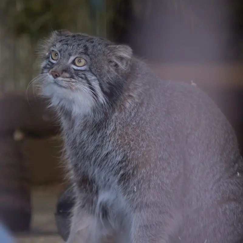 Фотография Фиги в Зоопарке Ногеяме