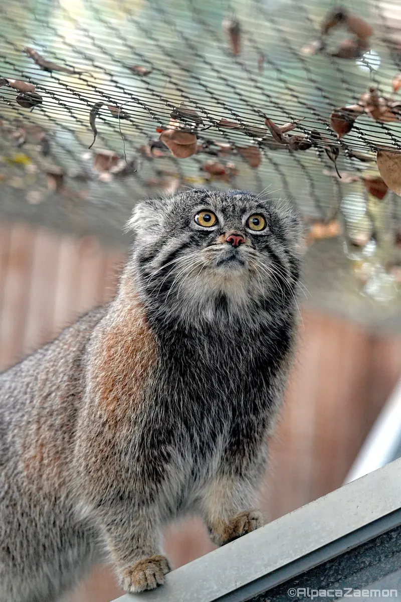 Фотография Нара в Царстве Животных Кобе