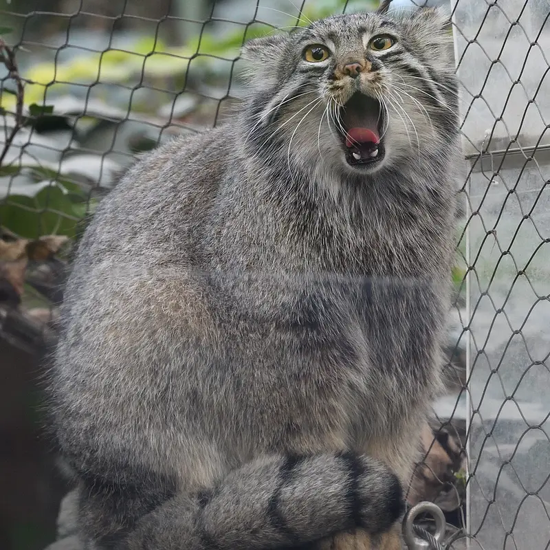 Фотография Мей в Царстве Животных Кобе