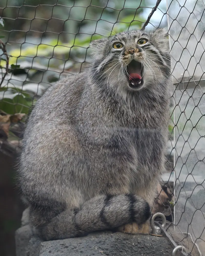 Фотография Мей в Царстве Животных Кобе