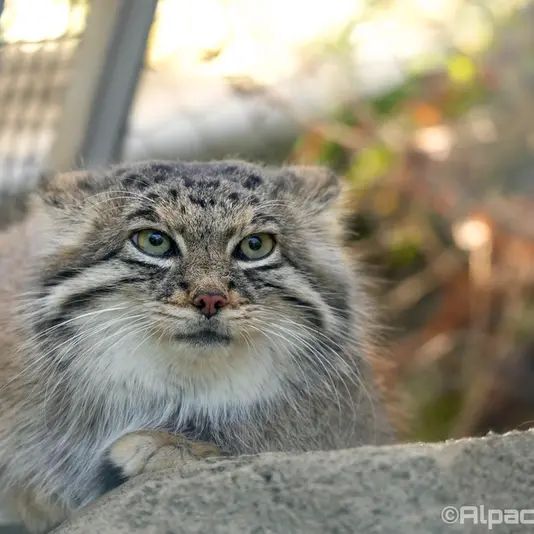 Фотография Аз в Царстве Животных Кобе