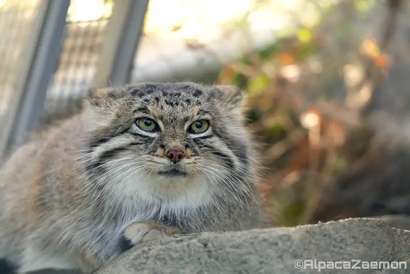 Фотография Аз в Царстве Животных Кобе