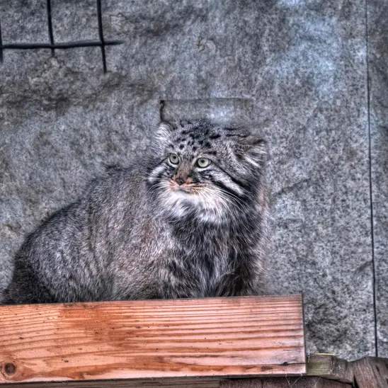 Фотография Дарлая в Московском Зоопарке