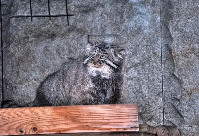 Фотография Дарлая в Московском Зоопарке