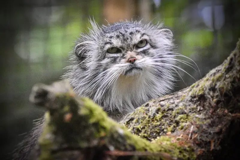 Фотография с манулом