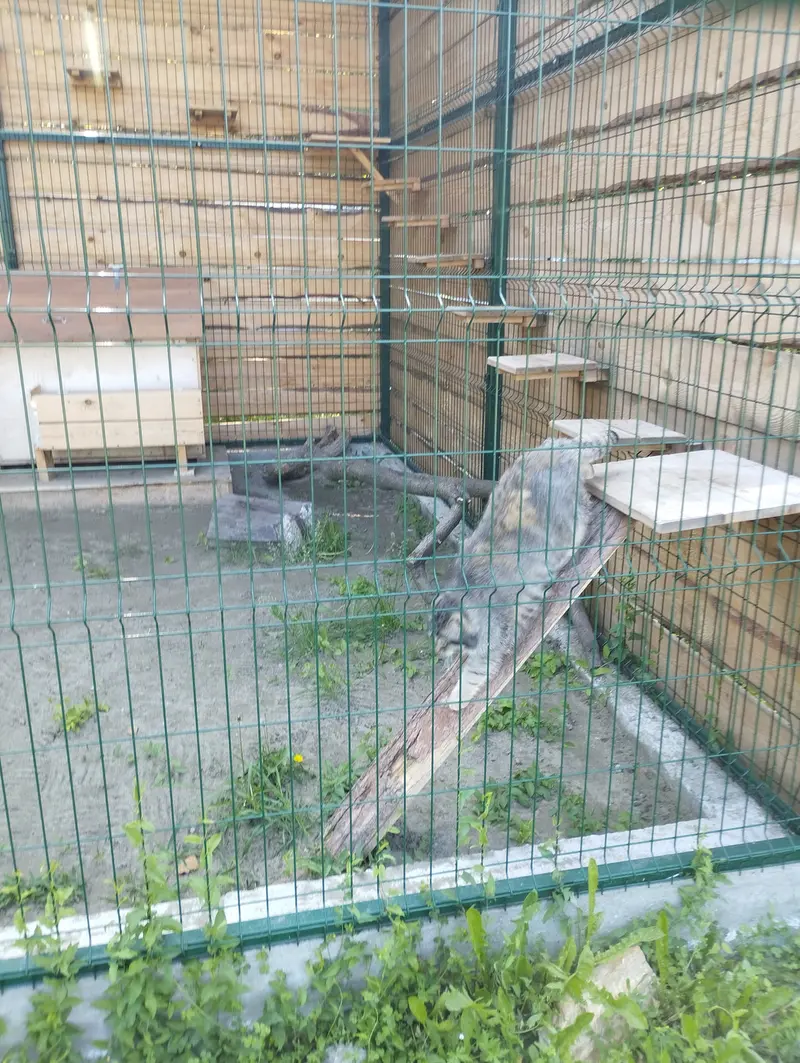 Фотография Чипа в Барнаульском Зоопарке «Лесная сказка»