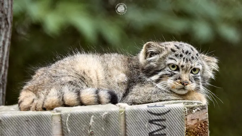 Фотография с манулом